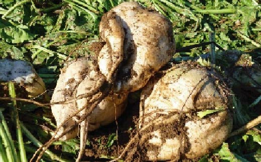 柚子 ゆず ドリンク 200ml × 12本 果物 果汁 高知アイス 高知県産 ユズ 100% 須崎市 ICE044