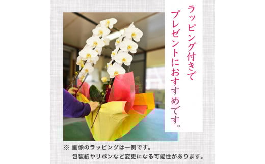 須崎洋蘭園 胡蝶蘭 紅白 3本立て スタンダード 紅白 3本立て スタンダード