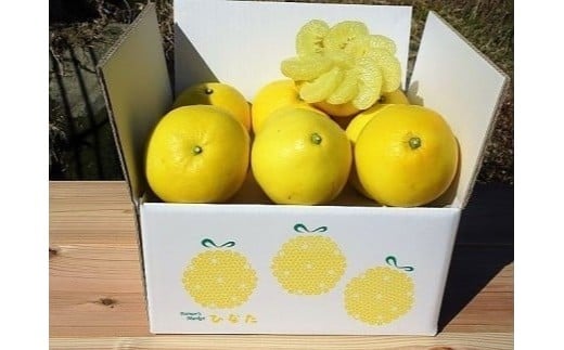 【早期予約 2026年2月下旬より順次発送】 土佐文旦 6kg 高知県産 柑橘 フルーツ 文旦 ぶんたん ブンタン 分担 果物 みかん 文旦 産地直送 高知県 須崎 須崎市 南国高知からの贈り物 HNT011