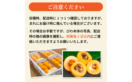 【早期予約】びわ 4パック