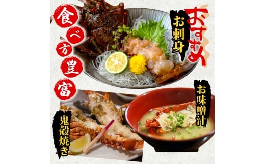 伊勢海老 1.5kg以上 イセエビ 伊勢エビ 海老 エビ ギフト 贈答 贈り物 天然 魚介 海の幸 鮮魚 刺身 刺し身 お造り 姿造り 焼き物 汁物 味噌汁 鍋 冷蔵 高級 高知県 須崎市 GK017 1.5kg