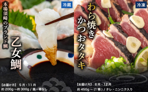 刺身 定期便 6ヶ月 小容量 コース 小島水産 がお届けする！ 美味しい お刺身 ( 鮮魚 下処理済 ) 産地直送 半年 新鮮 6回 （ ブリ かつおタタキ タイ カンパチ 鰤 鰹 真鯛 環八 魚 海鮮 鮮魚 刺身 タタキ ） おさかなのまち すさき 海鮮 鮮度 少人数 人気 高知県 須崎市 KS30000-t 小容量 (お好きな魚・乙女鯛)