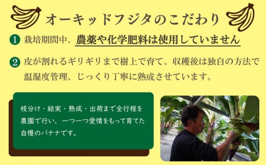 よさ恋バナナ 800g × 2 1.5kg 以上 バナナ 冷凍 国産 果物 くだもの 高級 フルーツ 希少 無農薬  高知県 須崎市