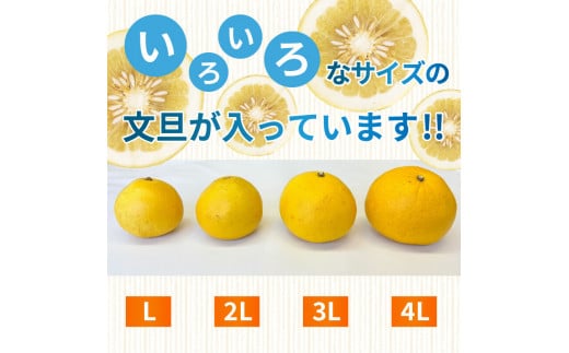 【早期予約開始!!2026年2月頃より順次発送】【訳あり】 浦ノ内特産 家庭用 土佐文旦 5kg L ～ 4L サイズ 混合 | 果物 フルーツ 文旦 ぶんたん ブンタン みかん 蜜柑 柑橘 文旦 5キロ 人気 ランキング 数量限定 期間限定 早期予約産地直送 生産農家直送 明神果樹園 高知県 須崎市 MKJ008_xx