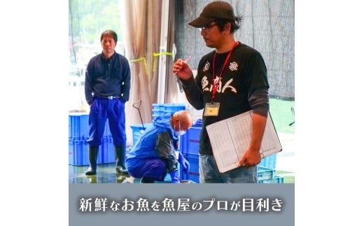 【魚屋のプロが厳選！】 鮮魚 BOX 4kg 4kg