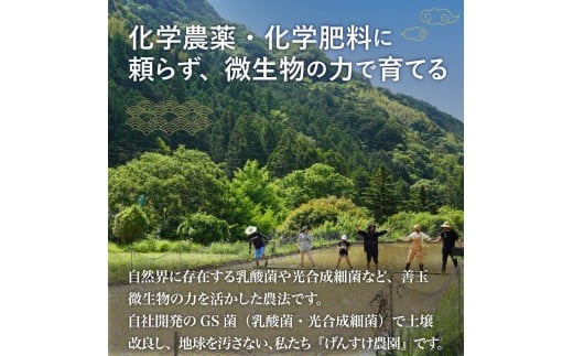 米 令和7年 新米 薫る神様のお米 お米 ブレンド米 縁起米 奉納米 白米 9合 3合 ×3袋 桐箱 想い札 セット こめ コメ おこめ ご飯 ごはん お試し 少量 希少米 香り米 贈答 縁起物 受験 お祝い 人気 祈願 商売繁盛 家内安全 五穀豊穣 限定米 特別栽培米 農薬不使用 高知県 須崎市 UB044 3合×3袋(桐箱・想い札付き)