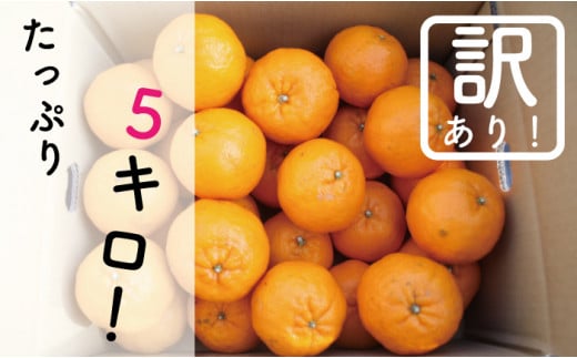 早期予約受付開始 訳あり あわ地区 ポンカン 家庭用 5kg 2026年1月下旬より順次発送