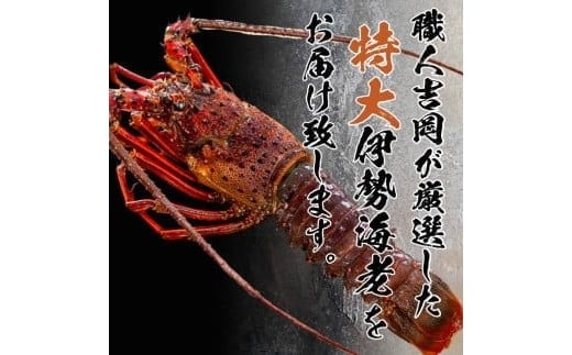 でっかい天然伊勢海老  刺身用 1kg以上 冷凍 1kg以上