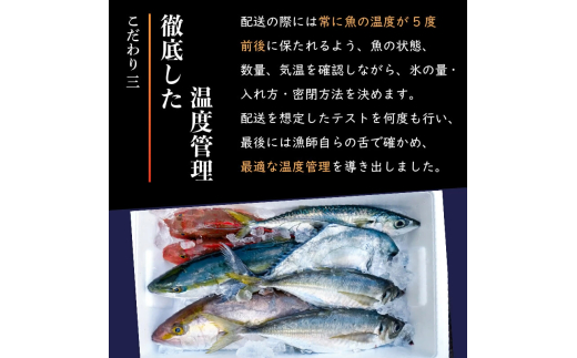 船上 神経締め 天然 鮮魚 詰め合わせ 朝獲れ直送 下処理済み 2~3種入り 500g以上 （2026年2月出荷） 冷凍 刺身 魚種お任せ 水揚げ 海鮮 魚介 産地直送 新鮮 魚 鮮魚ボックス 2026年2月出荷 500g（冷凍）