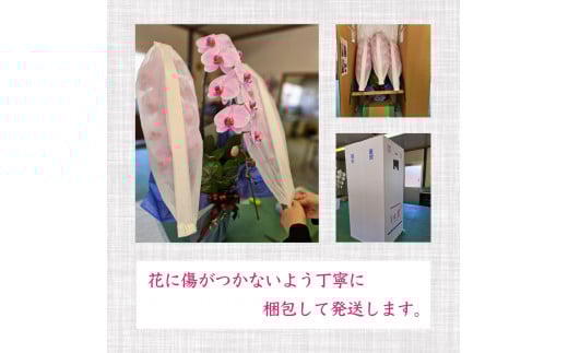 【定期便3ヶ月】胡蝶蘭 5本立て ピンク スタンダード お祝い 須崎洋蘭園 SY2000_x ピンク スタンダード