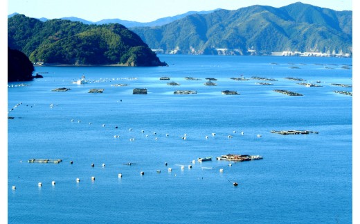 しんじょう君のダバダ火振り 4500ml 高知 日本酒 土佐 地酒 栗焼酎 TH079