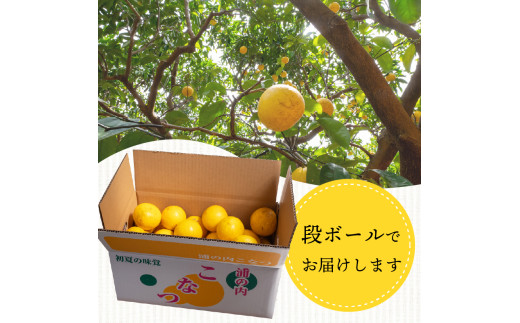【早期予約 5月中旬～発送】 【 超訳あり 】 小夏 ( 日向夏 ) 5kg 産地直送 ニューサマーオレンジ マル 等級  旬 高知 県 須崎 産  柑橘 初夏 フルーツ 果物 こなつ コナツ ひゅうが夏 みかん オレンジ HK002 超 訳あり（マル）