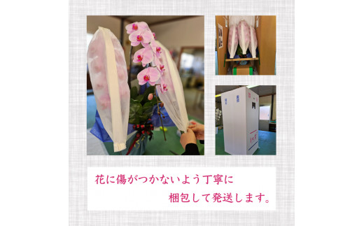 胡蝶蘭 5本立て 白 ハイグレード お祝い 須崎洋蘭園 SY008_x 白 5本立て ハイグレード