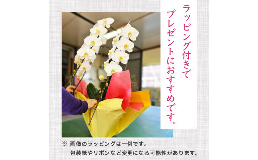 須崎洋蘭園 胡蝶蘭 紅白 3本立て スタンダード 紅白 3本立て スタンダード