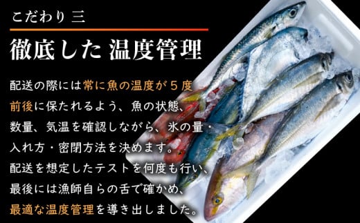 【 船上 神経締め 鮮魚 ボックス 】朝獲れ 直送 大漁コース (2026年2月出荷) 冷蔵 魚種お任せ 水揚げ 海鮮 魚介 産地直送 新鮮 天然 魚 詰め合わせ 2026年2月出荷