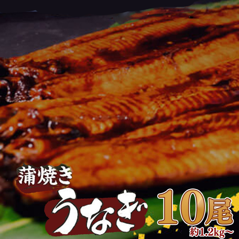 【肉厚】 うなぎ蒲焼き 1.2kg（120～140×10尾）/ 鰻 ウナギ かば焼き 冷凍