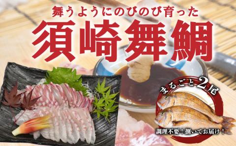 漁師自慢の逸品「須崎舞鯛」 お刺身用 2匹分