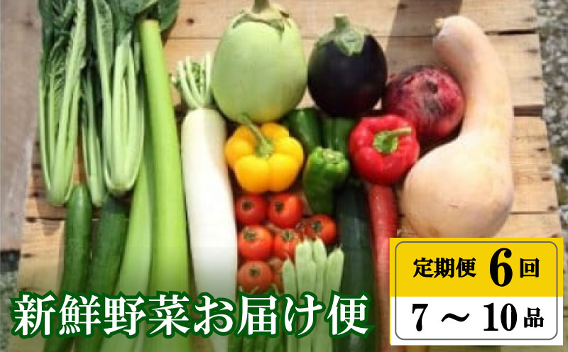 【年末年始限定】毎月の野菜便り【高知の野菜6回お届け定期便』毎月7~10品