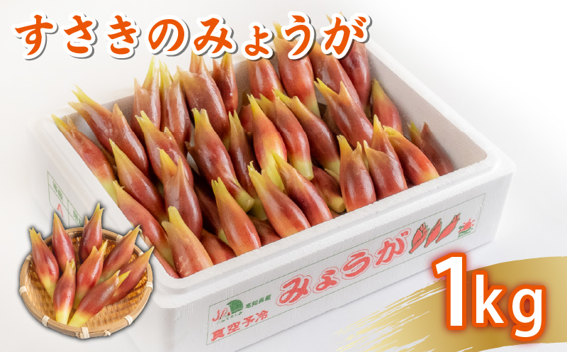 秀品 すさきのみょうが 1kg 生産量日本一 産地直送 秀品 かつおのたたき 薬味 高知県 高知 須崎 須崎市 すさき みょうが 茗荷 かつおたたき 藁焼き鰹  ぽん酢 玉ねぎ ねぎ しょうが 甘酢漬け 酢の物 味噌汁 冷や汁 そうめん 漬物 冷奴 寿司 うどん 天ぷら