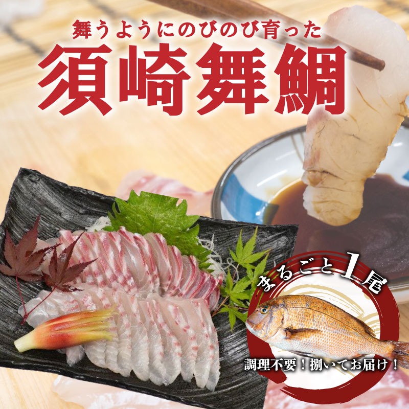  真鯛 まるごと 1匹 冷蔵 お届け 須崎 高知 【切るだけで お刺身に】