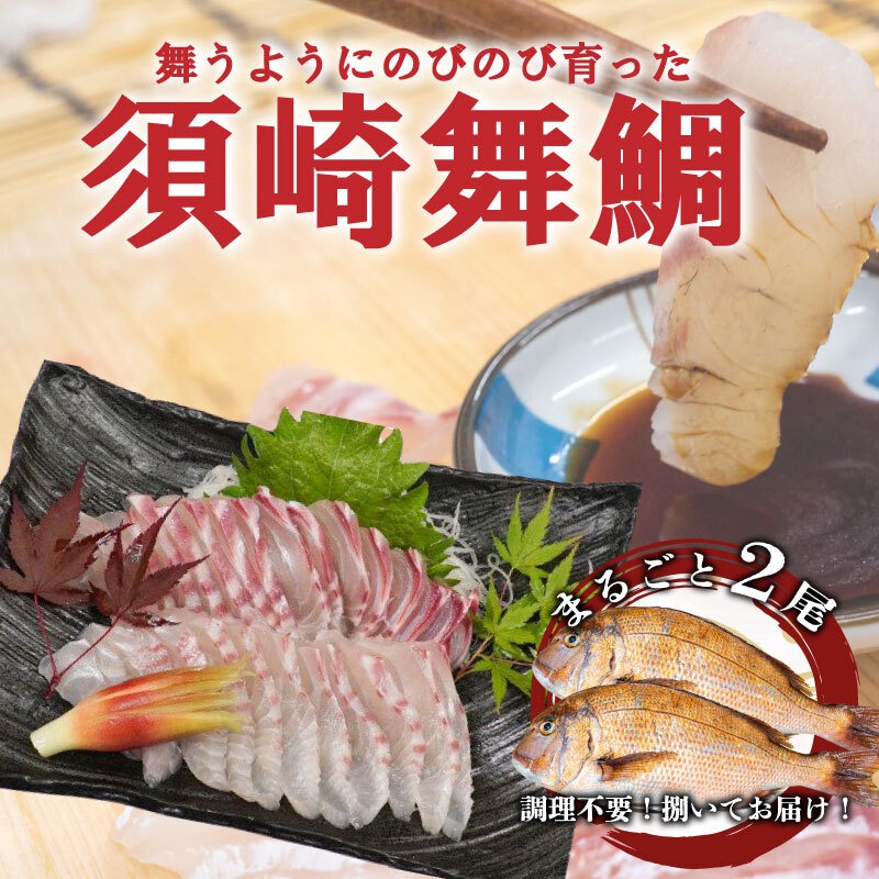 漁師自慢の逸品「須崎舞鯛」 お刺身用 2匹分