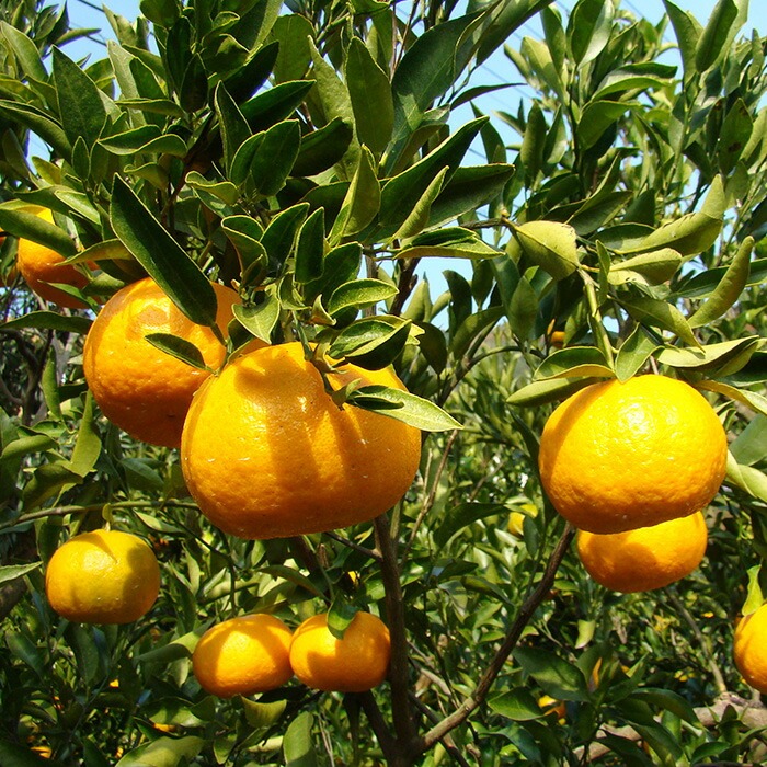 【 早期予約 】 訳あり ぽんかん 家庭用 5kg 訳あり 道の駅 直送 果物 フルーツ みかん 柑橘 甘い くだもの 果肉 蜜柑 人気 ふるさと納税みかん ふるさと納税果物 ふるさと納税フルーツ おすすめ ランキング 期間限定 国産 ME025_x
