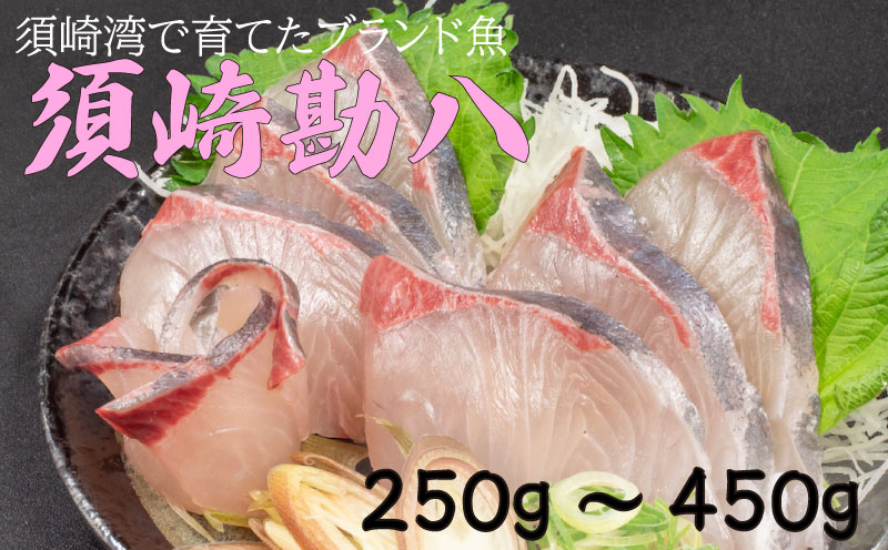 野島水産がお届けする、須崎湾で育てたブランド魚 須崎勘八 250g?450g 【野島水産】