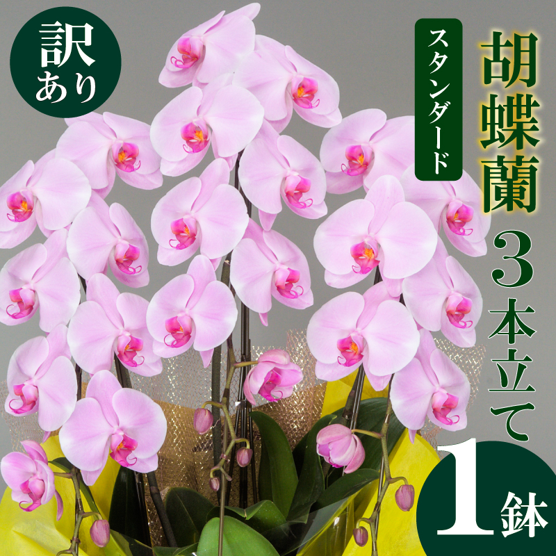 【訳あり】須崎洋蘭園 胡蝶蘭 ピンク 3本立て スタンダード