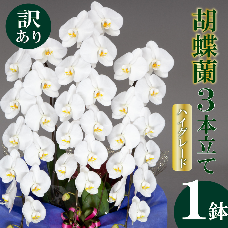 【訳あり】須崎洋蘭園 胡蝶蘭 白 3本立て ハイグレード