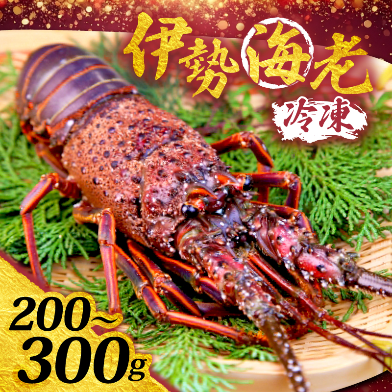 須崎産 冷凍 伊勢海老 200～300g｜伊勢海老 伊勢エビ 伊勢 海老 エビ イセエビ 刺身 味噌汁 鍋 ボイル エビフライ アレンジ可 新鮮 海鮮 高知県 須崎市 YI009