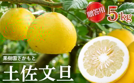 【2025年2月より発送】 高知県産 土佐文旦 特上品 5kg 贈答用 【フルーツ】 贈答用5kg