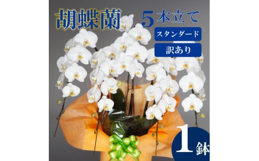 【訳あり】胡蝶蘭 5本立て 白 スタンダード お祝い 須崎洋蘭園 SY018_x (訳あり) 白 5本立て スタンダード