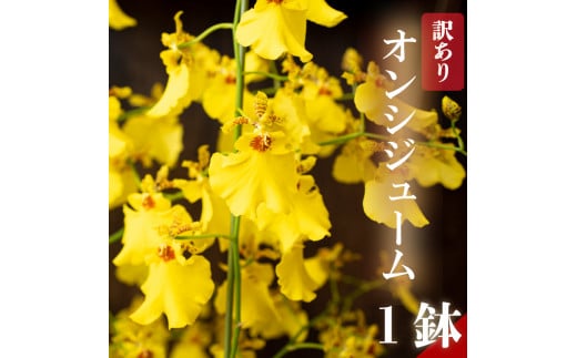 【12月から発送】【訳あり】オンシジューム 【 アロハ・イワナガ 】 １鉢 M~2L 【ラン】 【訳あり】1鉢 M~2Lサイズ
