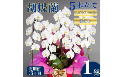 【定期便3ヶ月】【訳あり】胡蝶蘭 5本立て 白 ハイグレード お祝い 須崎洋蘭園 SY60000_x 【訳あり】白 ハイグレード