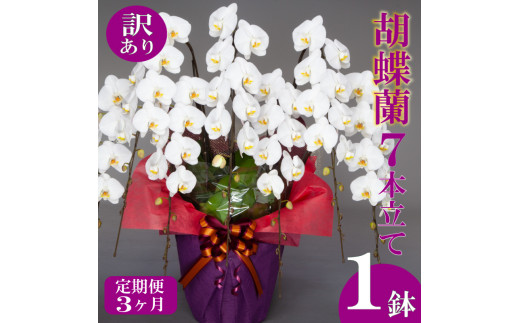 【定期便3ヶ月】【訳あり】胡蝶蘭 7本立て ピンク  お祝い 須崎洋蘭園 SY20000 【訳あり】ピンク