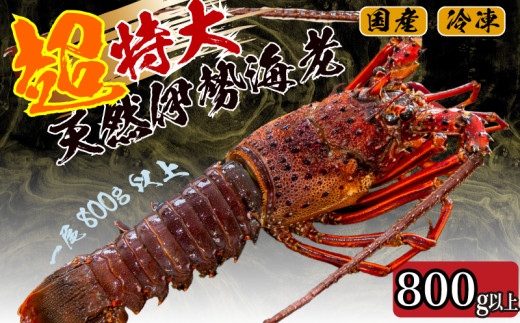 【2026年4月より順次配送】超特大 伊勢海老 800g以上 1尾 冷凍 ( 超特大サイズ 急速冷凍 えび エビ 高級 鮮魚 海鮮 魚介 刺身 焼き物 汁物 ギフト 贈答 贈り物 祝い 歳暮 中元 ) IKY043-all 1尾(800g以上)