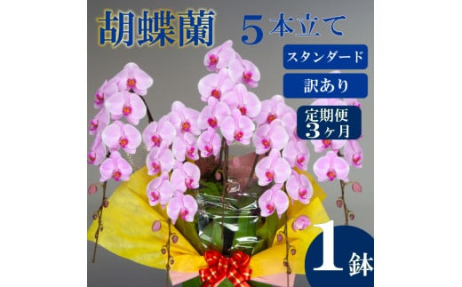 【定期便3ヶ月】【訳あり】胡蝶蘭 5本立て ピンク お祝い 須崎洋蘭園 SY10000_x 【訳あり】ピンク スタンダード