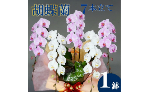 胡蝶蘭 7本立て 紅白 お祝い 須崎洋蘭園 SY012_x 紅白 7本立て