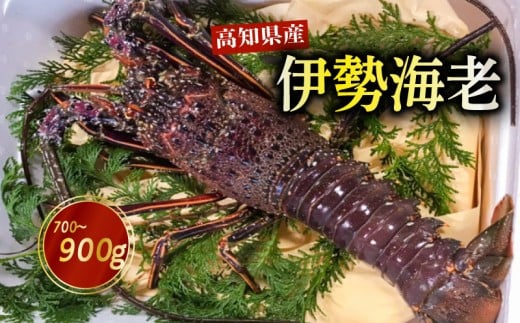 伊勢海老 700g～900g 高知県産 厳選 産地直送 冷凍 高級 イセエビ 海鮮 魚介 刺身 焼き物 汁物 ギフト 贈答 贈り物 祝い 歳暮 中元 高知 天然 海の幸 高知県 須崎市 NS011 700g～900g