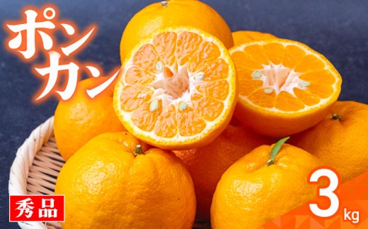 【早期予約開始】ポンカン 3kg 秀品 安和ポンカン 贈答用 ギフト 高知県 須崎市 柑橘 みかん ぽんかん 高知 須崎 発送期間：2025年1月中旬より順次発送 YN008 3kg秀品