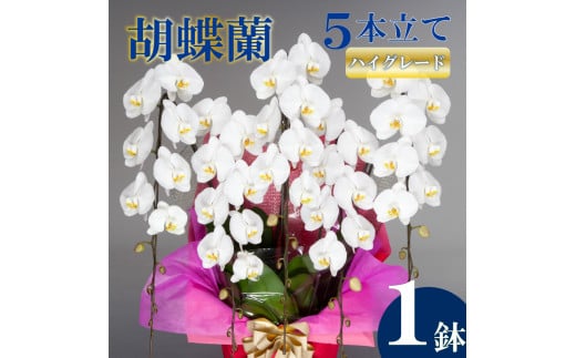 胡蝶蘭 5本立て 白 ハイグレード お祝い 須崎洋蘭園 SY008_x 白 5本立て ハイグレード
