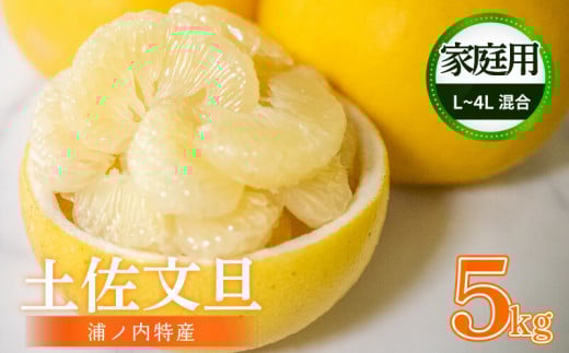 【早期予約開始!!2026年2月頃より順次発送】【訳あり】 浦ノ内特産 家庭用 土佐文旦 5kg L ～ 4L サイズ 混合 | 果物 フルーツ 文旦 ぶんたん ブンタン みかん 蜜柑 柑橘 文旦 5キロ 人気 ランキング 数量限定 期間限定 早期予約産地直送 生産農家直送 明神果樹園 高知県 須崎市 MKJ008_xx