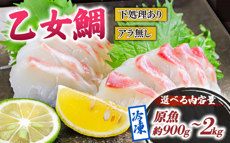 乙女 鯛 1尾 ロイン 原魚 約 900g ～ 約 1kg 冷凍 ブランド 真鯛 タイ 産地直送 新鮮 切り身 刺身 刺し身 さしみ カルパッチョ 煮付け 鯛めし 鯛茶漬け 鯛しゃぶ しゃぶしゃぶ 高級魚 鮮魚 海鮮 かいせん 魚 魚介 高知県 須崎市 ks047 乙女鯛1尾ロイン原魚約900g～約1kg(下処理あり・アラ無し)