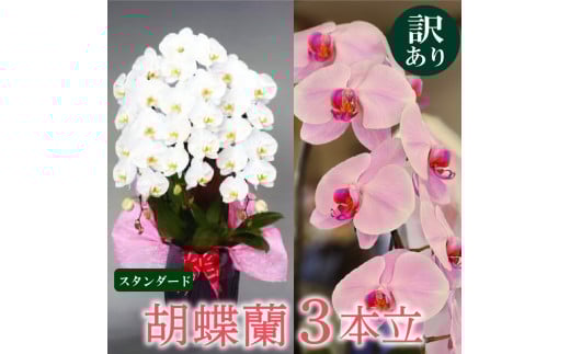 【訳あり】須崎洋蘭園 胡蝶蘭 白 3本立て スタンダード (訳あり) 白 3本立て スタンダード