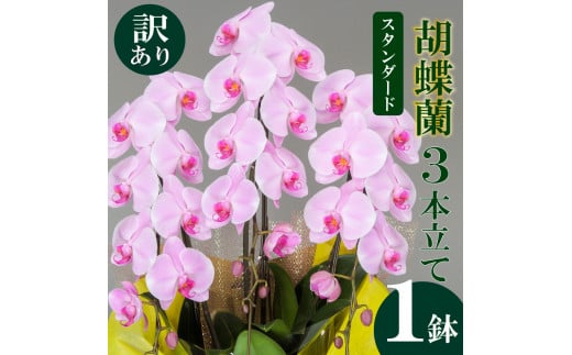 【訳あり】須崎洋蘭園 胡蝶蘭 ピンク 3本立て スタンダード (訳あり) ピンク 3本立て