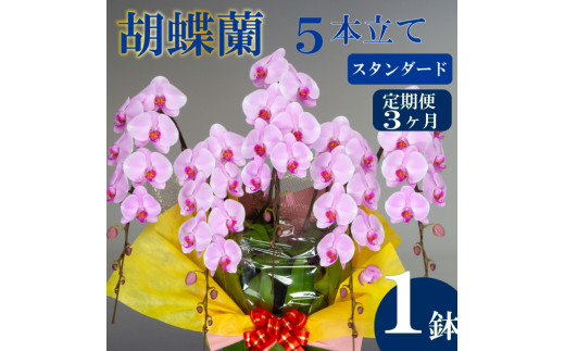 【定期便3ヶ月】胡蝶蘭 5本立て ピンク スタンダード お祝い 須崎洋蘭園 SY2000_x ピンク スタンダード