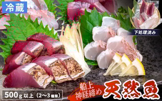 船上 神経締め 天然 鮮魚 詰め合わせ 朝獲れ直送 下処理済み 2~3種入り 500g以上 （2026年3月出荷） 冷蔵 刺身 魚種お任せ 水揚げ 海鮮 魚介 産地直送 新鮮 魚 鮮魚ボックス 2026年3月出荷 500g（冷蔵）