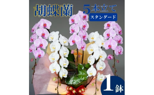 胡蝶蘭 5本立て 紅白 スタンダード  お祝い 須崎洋蘭園 SY011_x 紅白 5本立て スタンダード