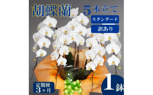 【定期便3ヶ月】【訳あり】胡蝶蘭 5本立て 白 スタンダード お祝い 須崎洋蘭園 SY50000_x 【訳あり】白 スタンダード