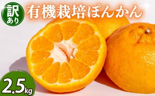 【数量限定】 訳あり ポンカン 2.5kg 田條園 わけあり 訳あり品 訳有り 訳アリ みかん ミカン ミカン フルーツ 柑橘 蜜柑 mikan 果物 くだもの 甘い コク 人気のみかん 美味しい 産地直送 数量限定 国産 高知 須崎 TJ0011 2.5kg
